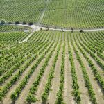 Economía.- La vendimia en el Marco de Jerez se prepara para su inicio con una previsión del 30% menos en su producción