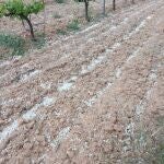 MURCIA.-El granizo de final de julio provoca daños en 8.500 hectáreas y pérdidas por valor de más 10 millones en Murcia