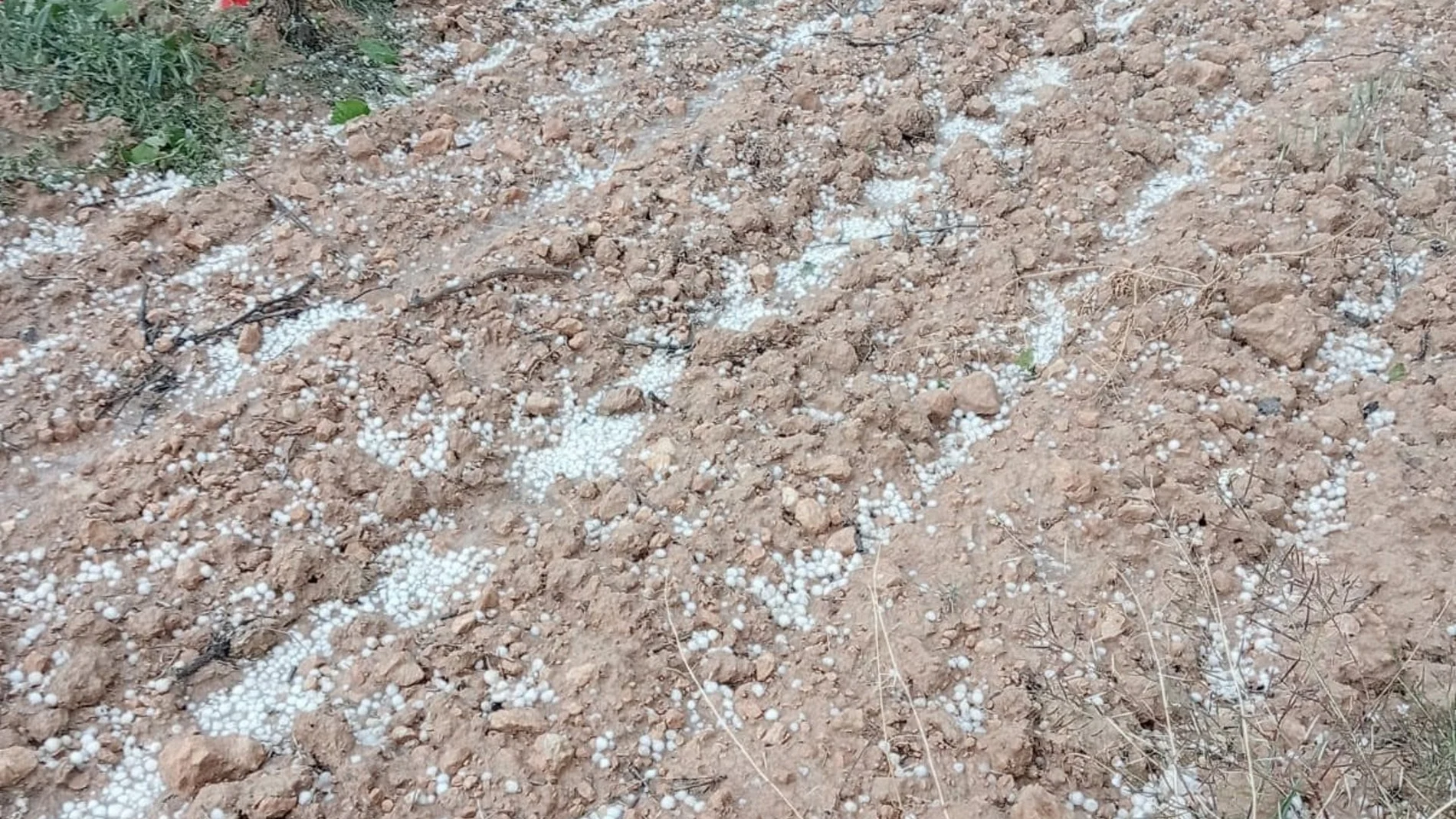 MURCIA.-El granizo de final de julio provoca daños en 8.500 hectáreas y pérdidas por valor de más 10 millones en Murcia