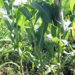 Productores de maíz del sureste de México enfrentan crisis debido altas temperaturas