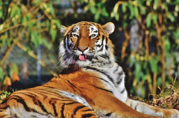 Imagen de archivo de un tigre en un zoo
