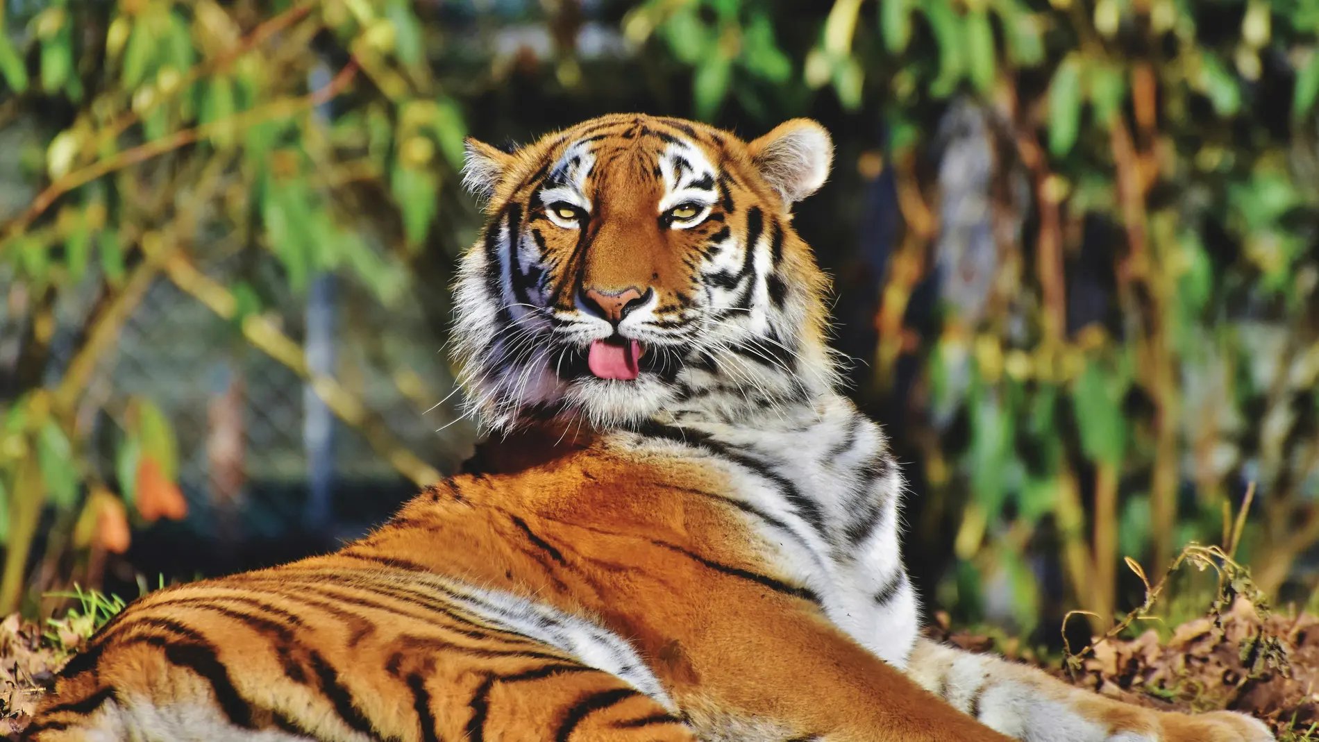 Imagen de archivo de un tigre en un zoo