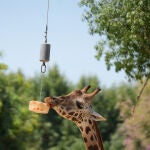 El Zoo de Barcelona adapta los cuidados de los animales ante el calor 