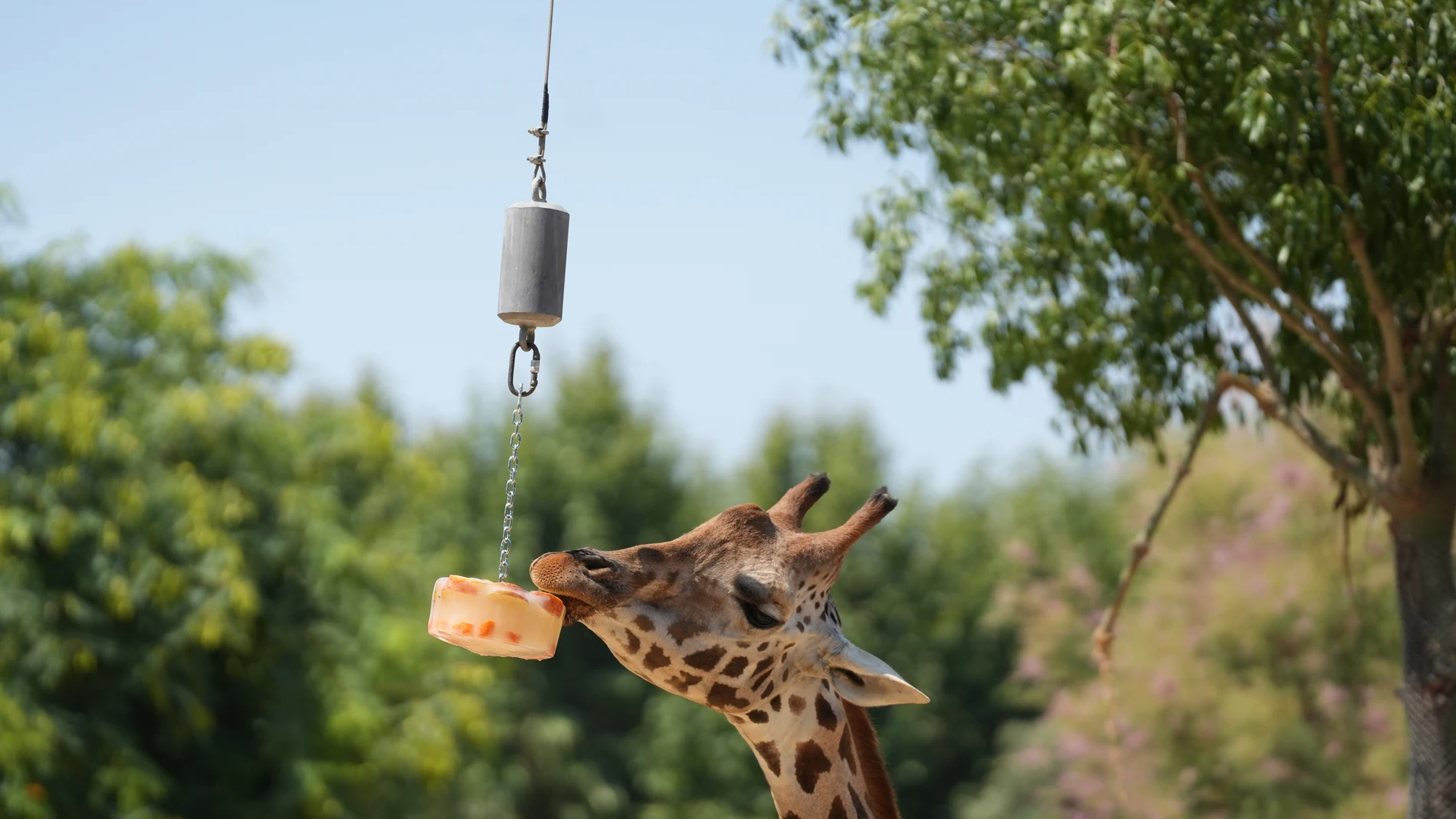 Una jirafa come un helado en el Zoo de Barcelona, a 5 de agosto de 2025, en Barcelona, Catalunya (España). El Zoo de Barcelona adapta cada año el cuidado de sus animales con el incremento de las temperaturas. Las medidas extraordinarias para paliar los efectos de las altas temperaturas en los animales incluyen añadir nuevos bebederos, renovar frecuentemente el agua de las zonas de baño y los lodazales e incluir nuevos alimentos como fruta congelada o helados de caldo. 05 AGOSTO 2025 David Z...