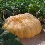 Calabaza de más de 400 kilos en Guadalajara 
