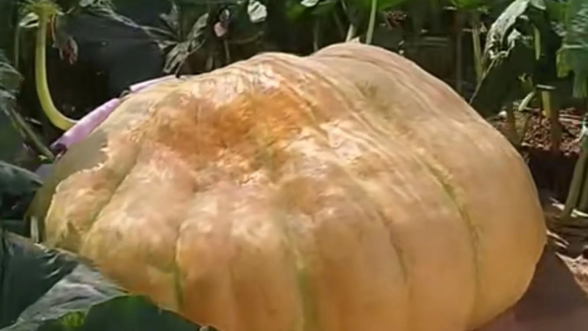 Calabaza de más de 400 kilos en Guadalajara