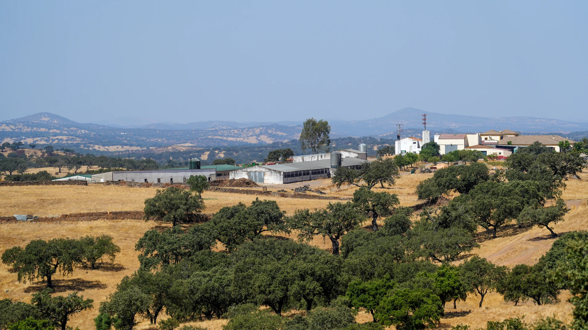 Imágenes de la explotación de ganadería extensiva que ha visitado el consejero de Agricultura, Pesca, Agua y Desarrollo Rural, Ramón Fernández-Pacheco. A 5 de agosto de 2025, en El Cerro de Andévalo, Huelva (Andalucía, España). El consejero de Agricultura, Pesca, Agua y Desarrollo Rural, Ramón Fernández-Pacheco, visita en la jornada de hoy una explotación de ganadería extensiva en el municipio onubense de El cerro de Andévalo para poner en valor el sector cuya actividad es fundamental para ge...