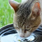 El mejor lugar para ponerle el agua a su gato en casa: hay sitios donde no debería