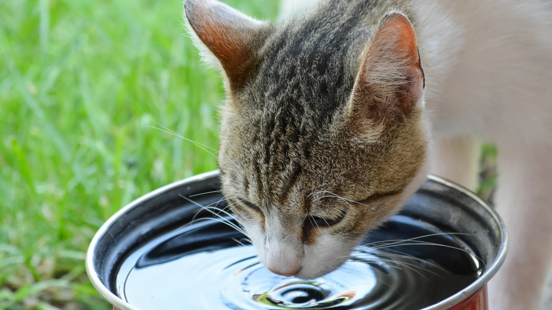 El mejor lugar para ponerle el agua a su gato en casa: hay sitios donde no debería