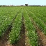 AVA-Asaja exige soluciones frente a la mancha negra y una hierba invasora que mengua la cosecha de la chufa