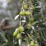Olivares de la almazara La Senda