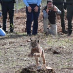 Suelta de la hembra de lince Vouga en el Cerrato Palentino