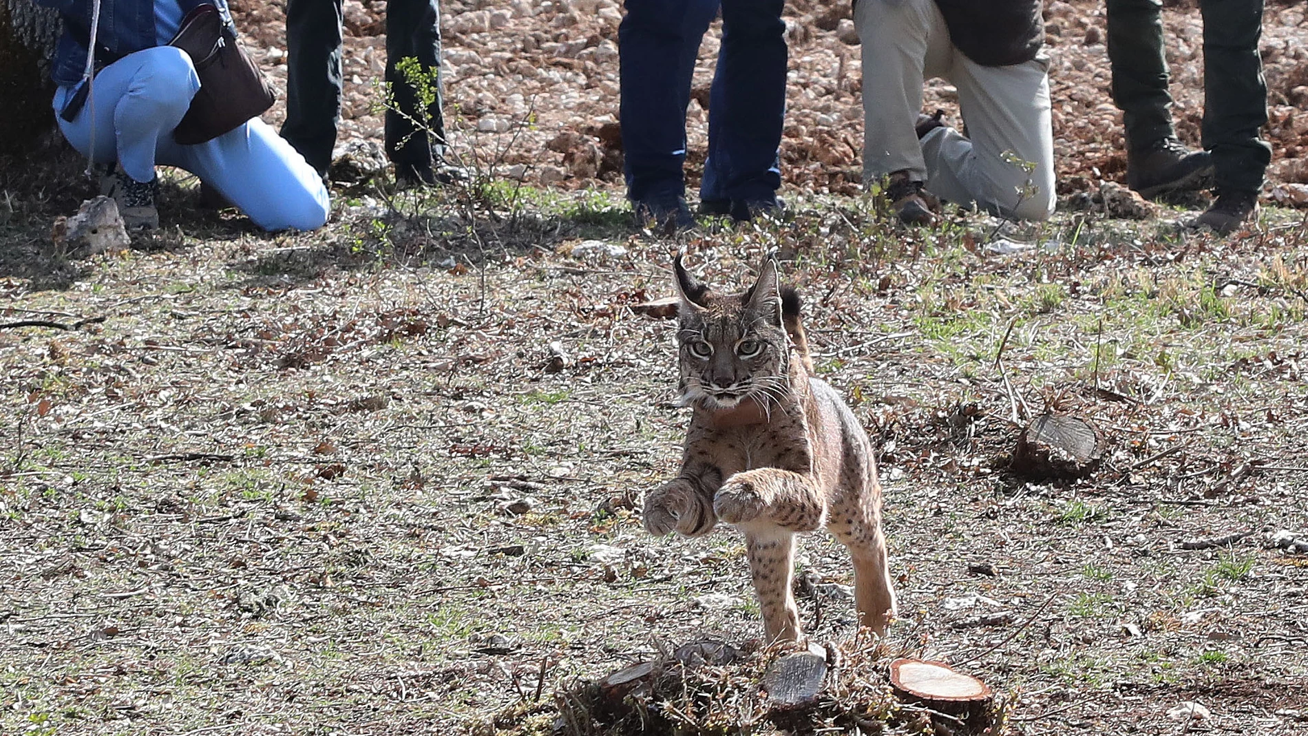 Suelta de la hembra de lince Vouga en el Cerrato Palentino