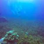 Científicos chinos encuentran a más de 10 kilómetros bajo el océano algo inimaginable