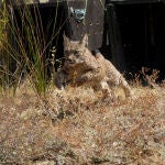 Cachorro de lince ibérico