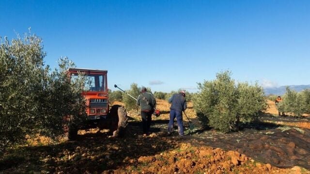 El campo andaluz sería el más perjudicado por la nueva PAC