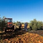 El campo andaluz sería el más perjudicado por la nueva PAC