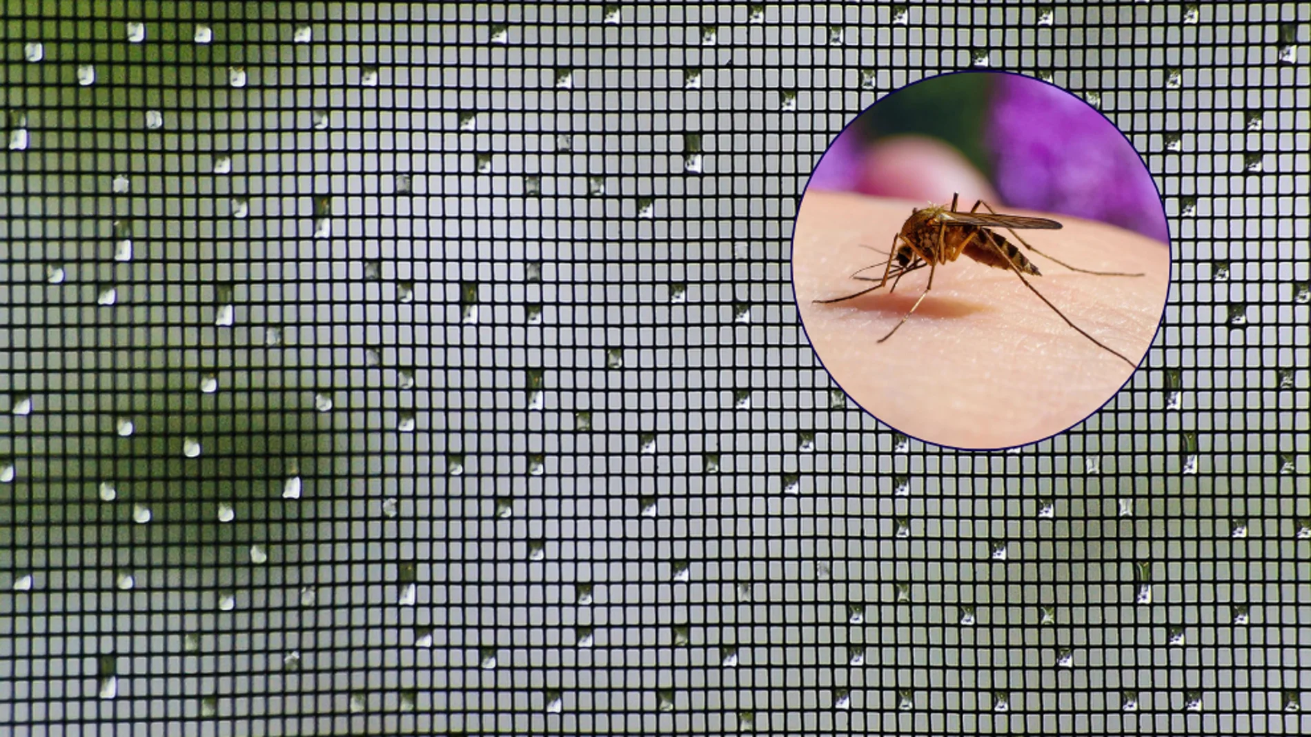 El origen de las mosquiteras se remonta a antes de Cristo