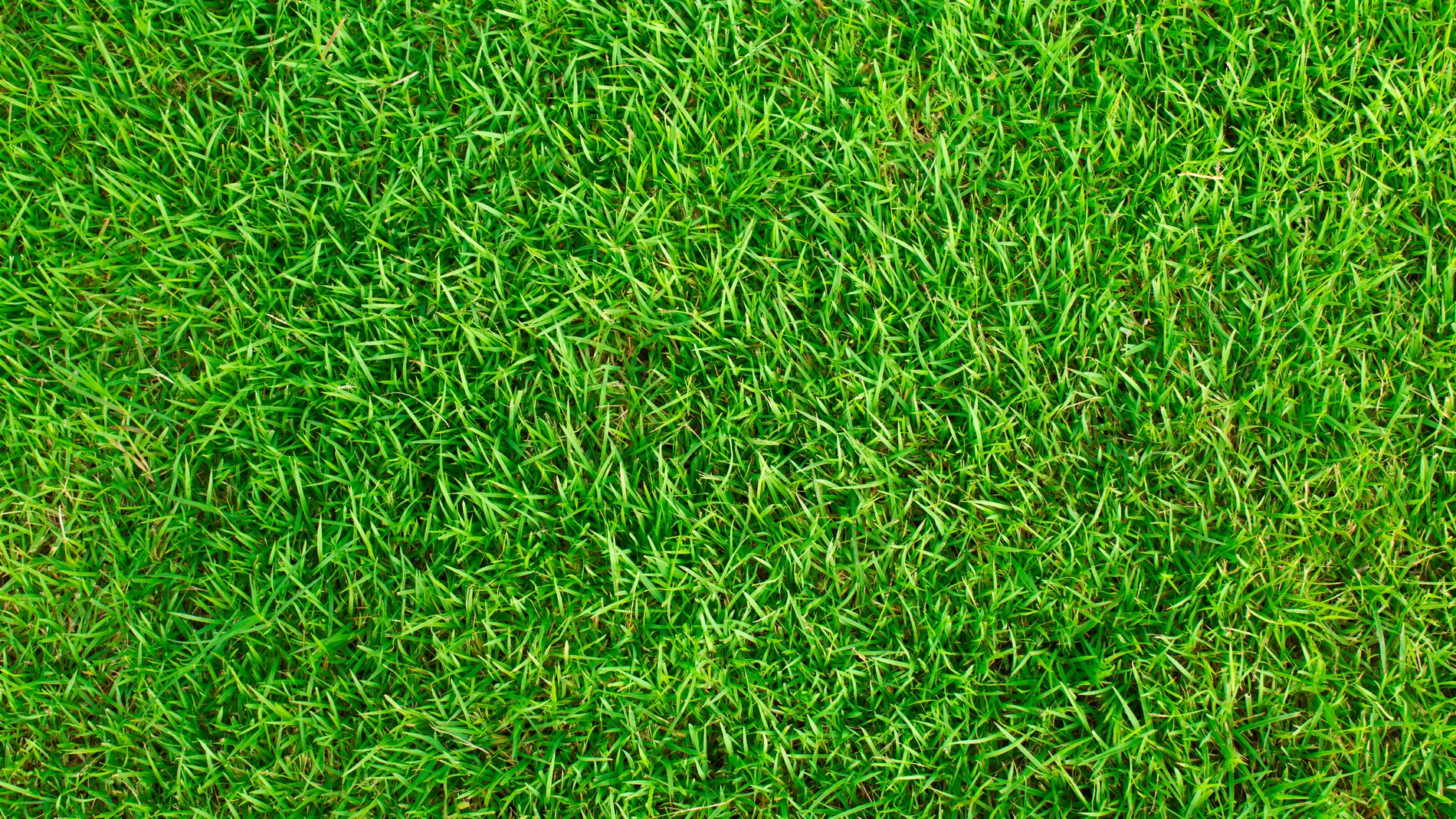 No tires este residuo doméstico, espárcelo sobre el césped para mejorar el aspecto del jardín