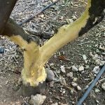 AVA-Asaja alerta de una "multiplicación extraordinaria" de conejos que agrava los daños de la fauna salvaje en el campo