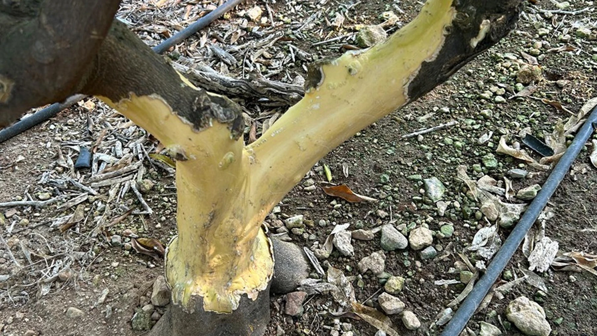 AVA-ASAJA alerta de una "multiplicación extraordinaria" de conejos que agrava los daños de la fauna salvaje en el campo valenciano REMITIDA / HANDOUT por AVA-ASAJA Fotografía remitida a medios de comunicación exclusivamente para ilustrar la noticia a la que hace referencia la imagen, y citando la procedencia de la imagen en la firma 06/08/2025