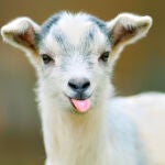 El mundo de los animales permite un gran número de cruces entre distintas especies, así como el cambio de nombre de adultos, machos y hembras a crías