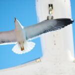 ¿Puede una bandada de pájaros derribar un avión? Un piloto resuelve la duda 