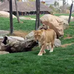 Un zoológico invita a los ciudadanos a donar sus mascotas para alimentar a sus carnívoros