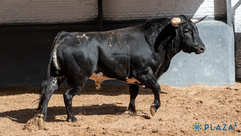 "Barbatristes", nº 48