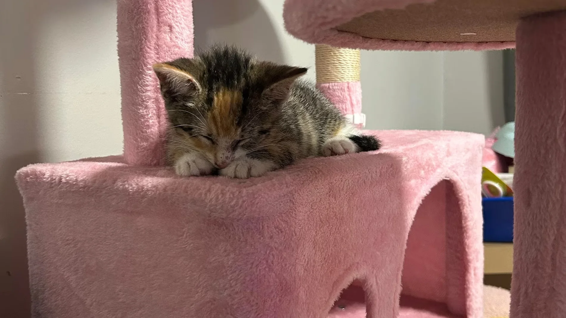 Este pequeño gato fue rescatado en el metro de Nueva York