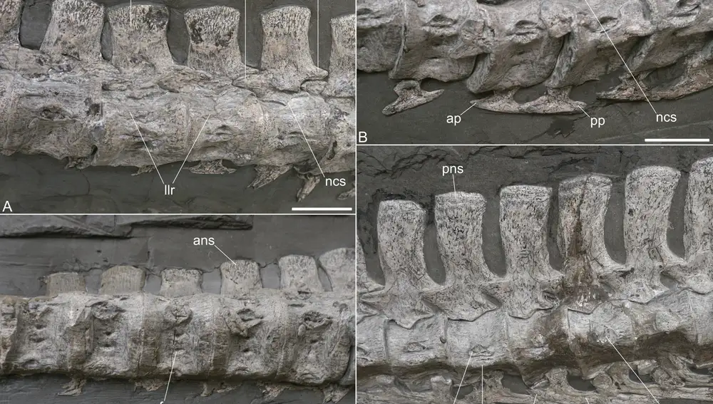 4 fotos sobre las vértebras cervicales de Plesionectes longicollum