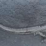 Descubren una nueva especie de reptil marino con cuello largo