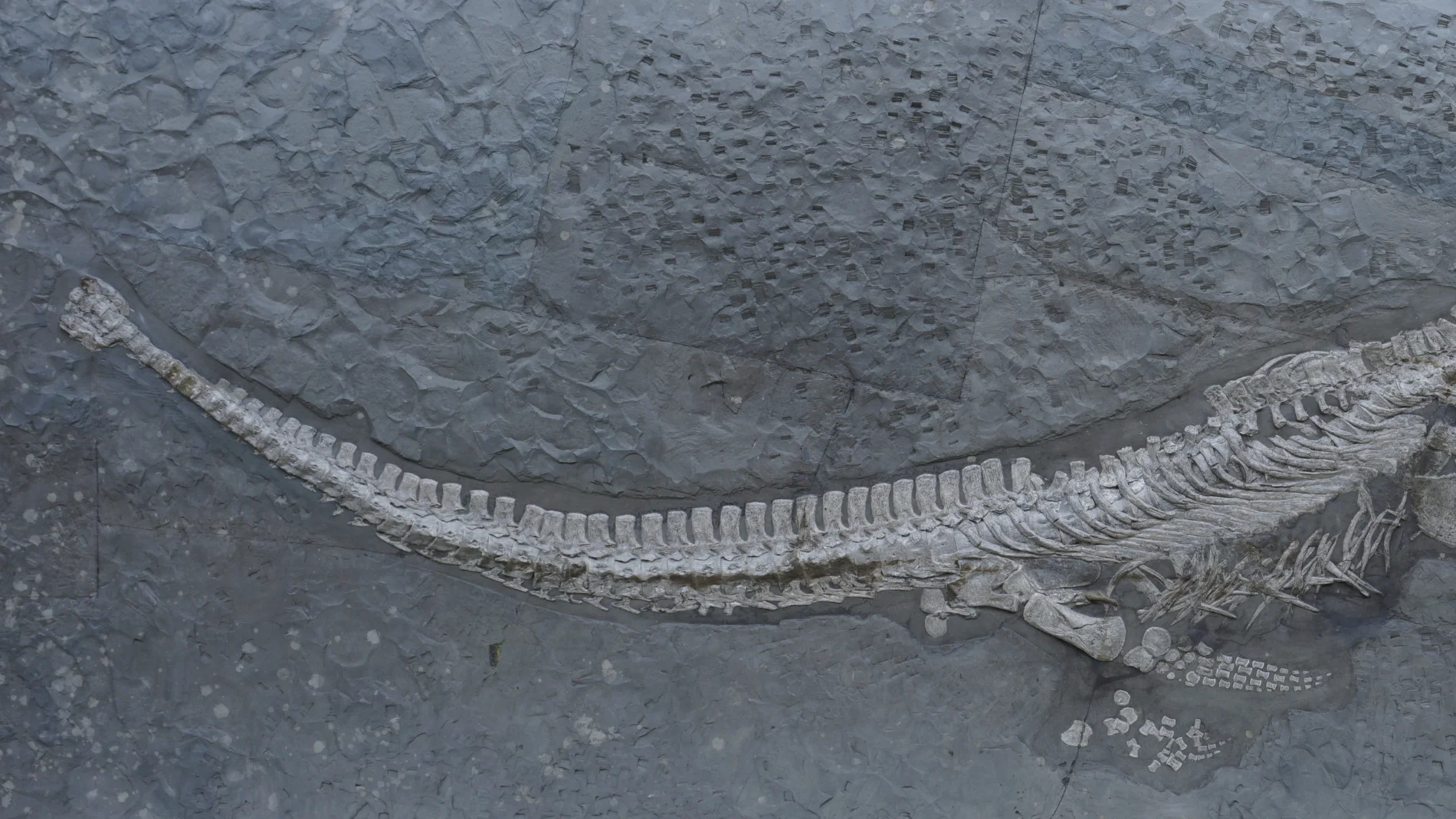 Descubren una nueva especie de reptil marino con cuello largo
