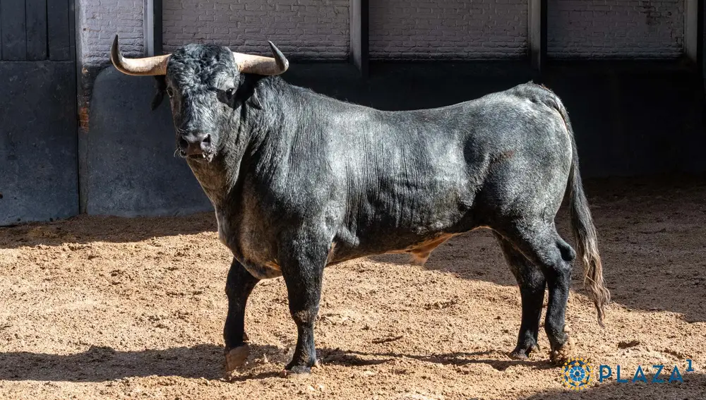"Corbeto", nº 61