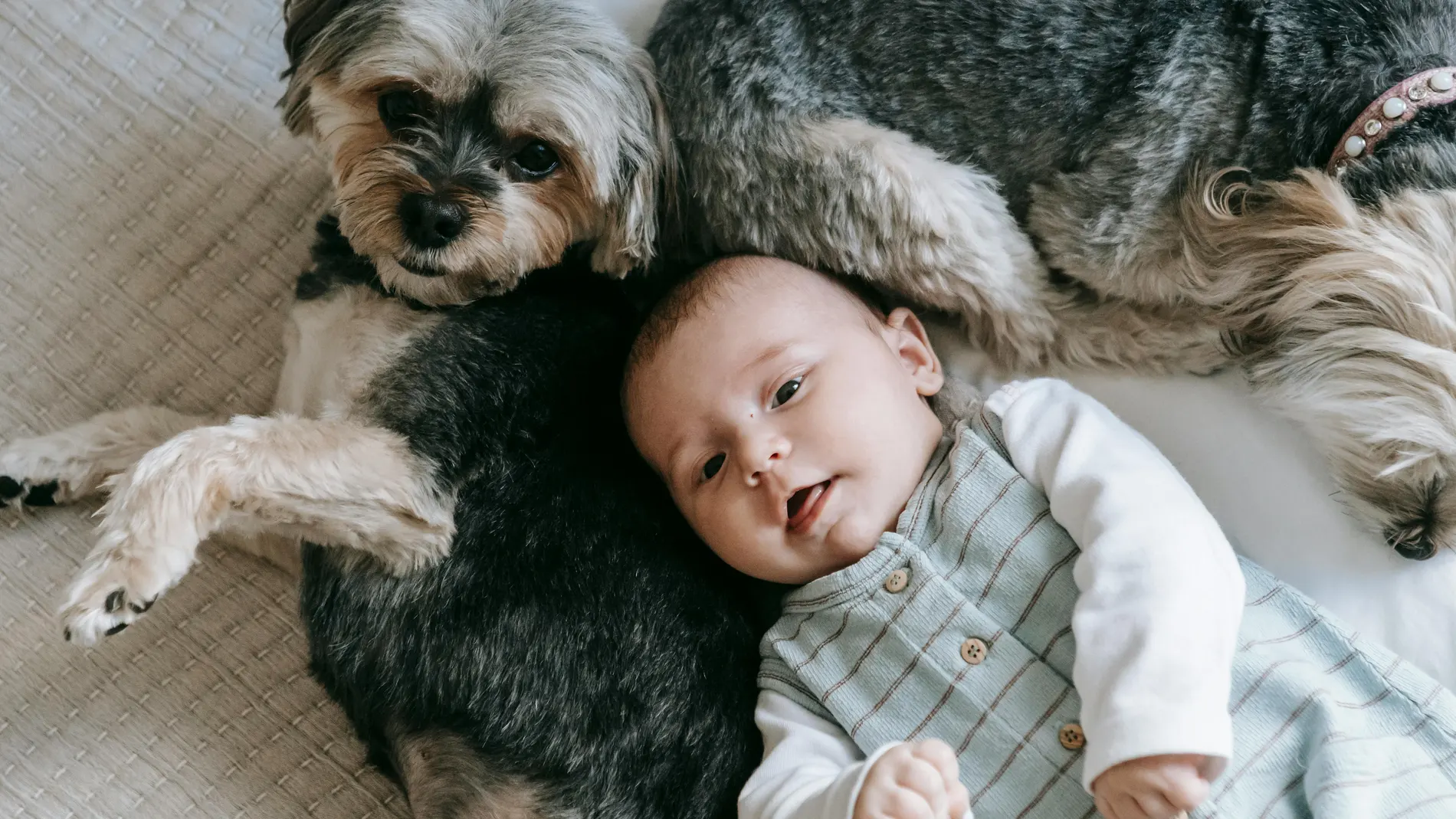 Bebé y perro