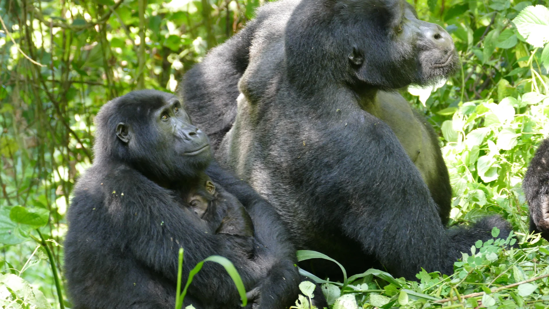 La diferencia de tamaño entre una hembra (con una cría) y un macho de gorila de montaña en el Parque Nacional Impenetrable de Bwindi, Uganda.