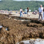 Retiran 200 toneladas de algas invasoras de las playas de Noja (Cantabria)