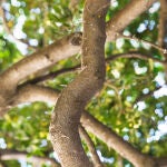 Ramas de un árbol en un jardín