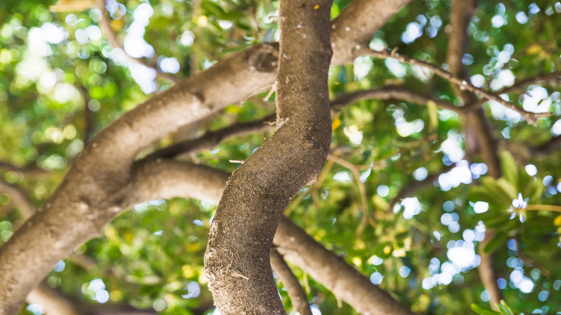 Ramas de un árbol en un jardín