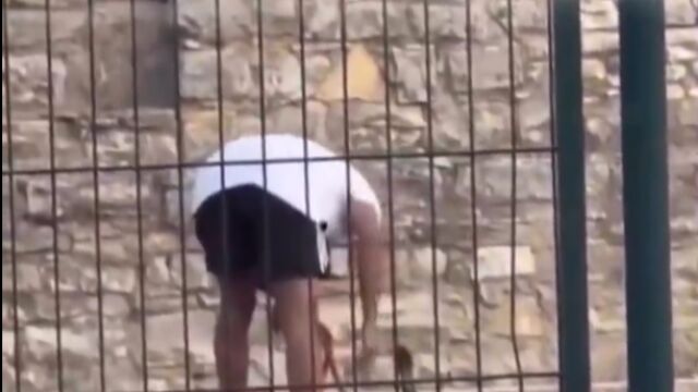 Maltratan a un perro