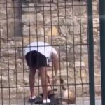 Maltratan a un perro