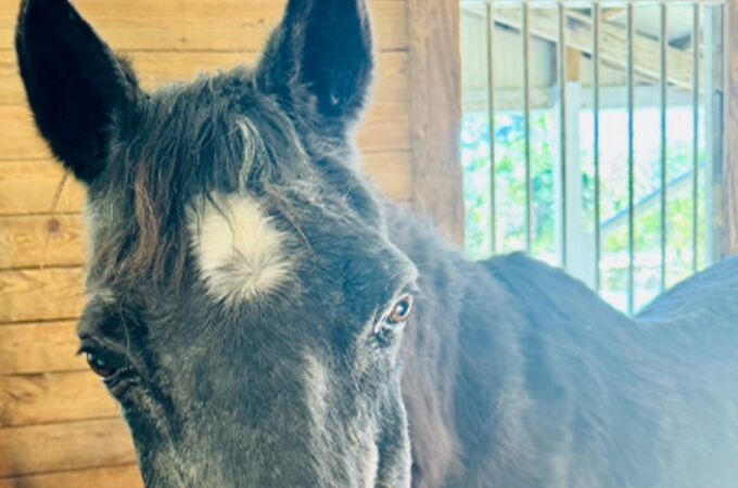 Mokie batió el récord de longevidad para un caballo
