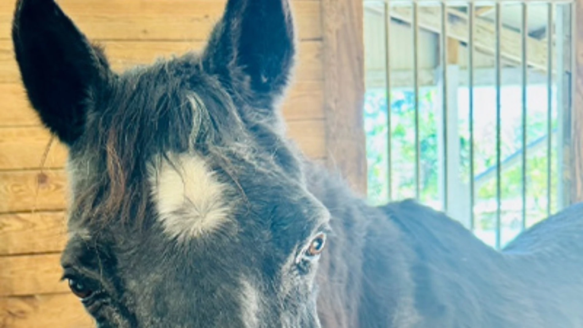 Mokie batió el récord de longevidad para un caballo