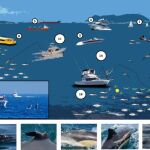 Científicos alertan: el tráfico marítimo amenaza al delfín común en el Mediterráneo