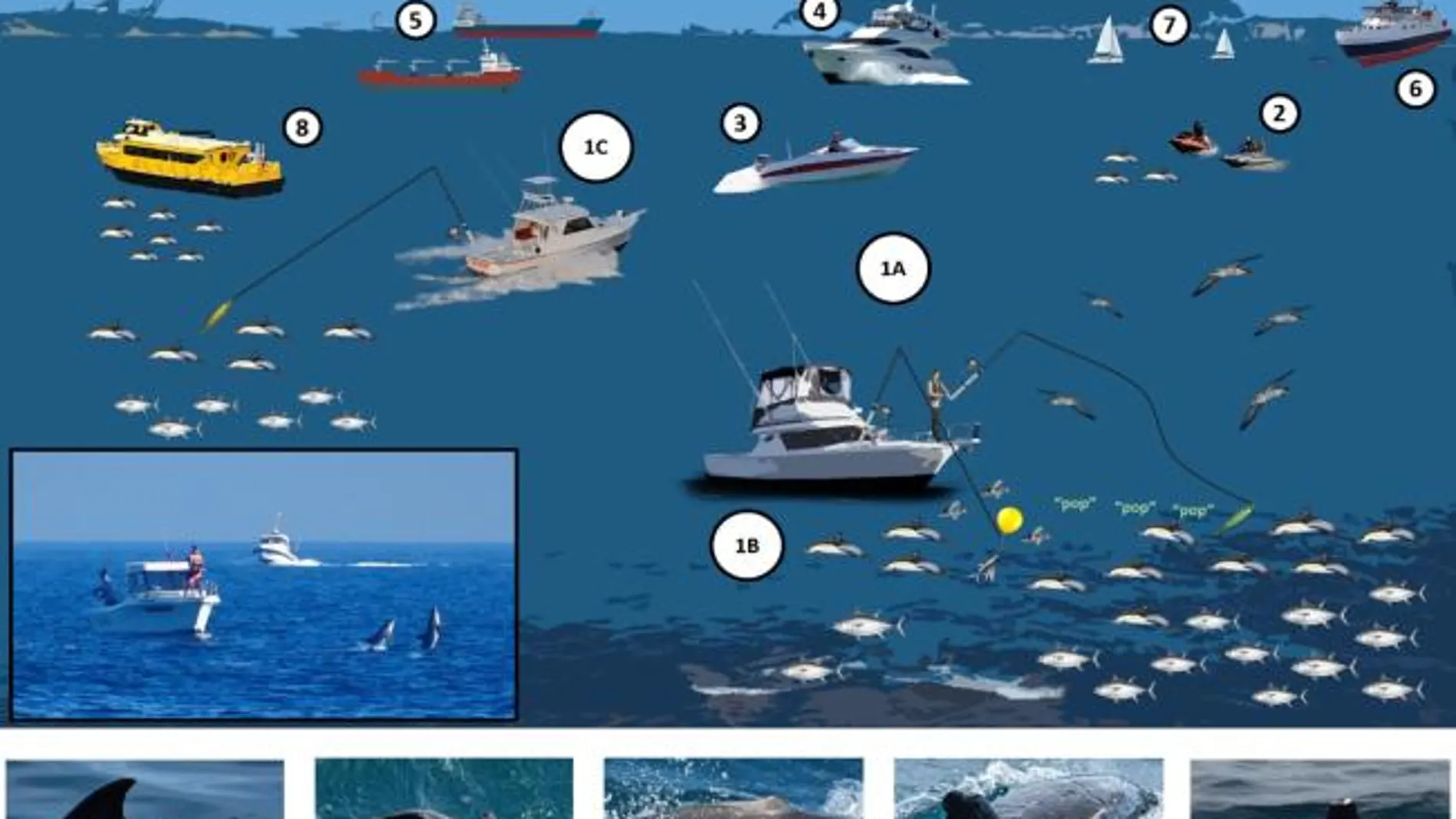 Científicos alertan: el tráfico marítimo amenaza al delfín común en el Mediterráneo
