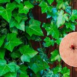 Si deseas mantener las garrapatas alejadas de su jardín, evita cultivar estas 4 plantas