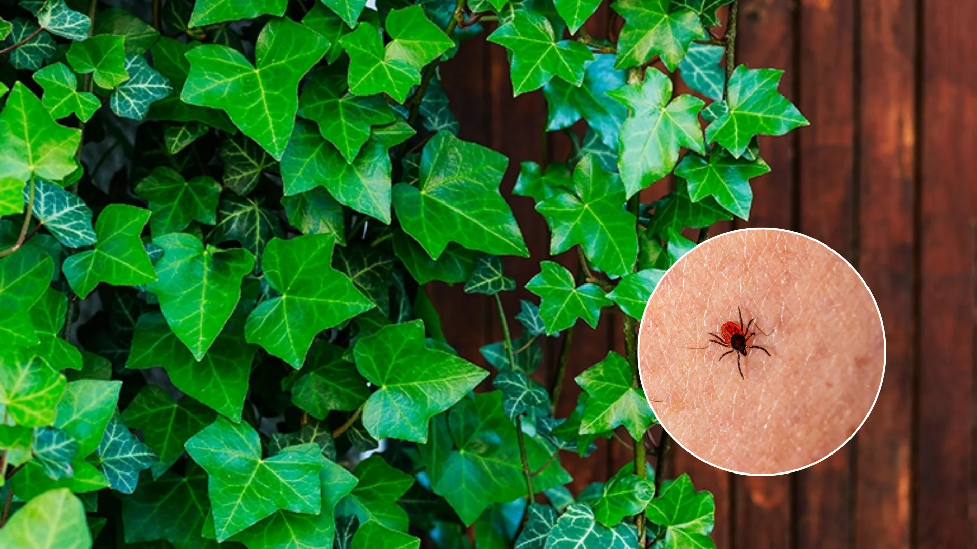 Si deseas mantener las garrapatas alejadas de su jardín, evita cultivar estas 4 plantas