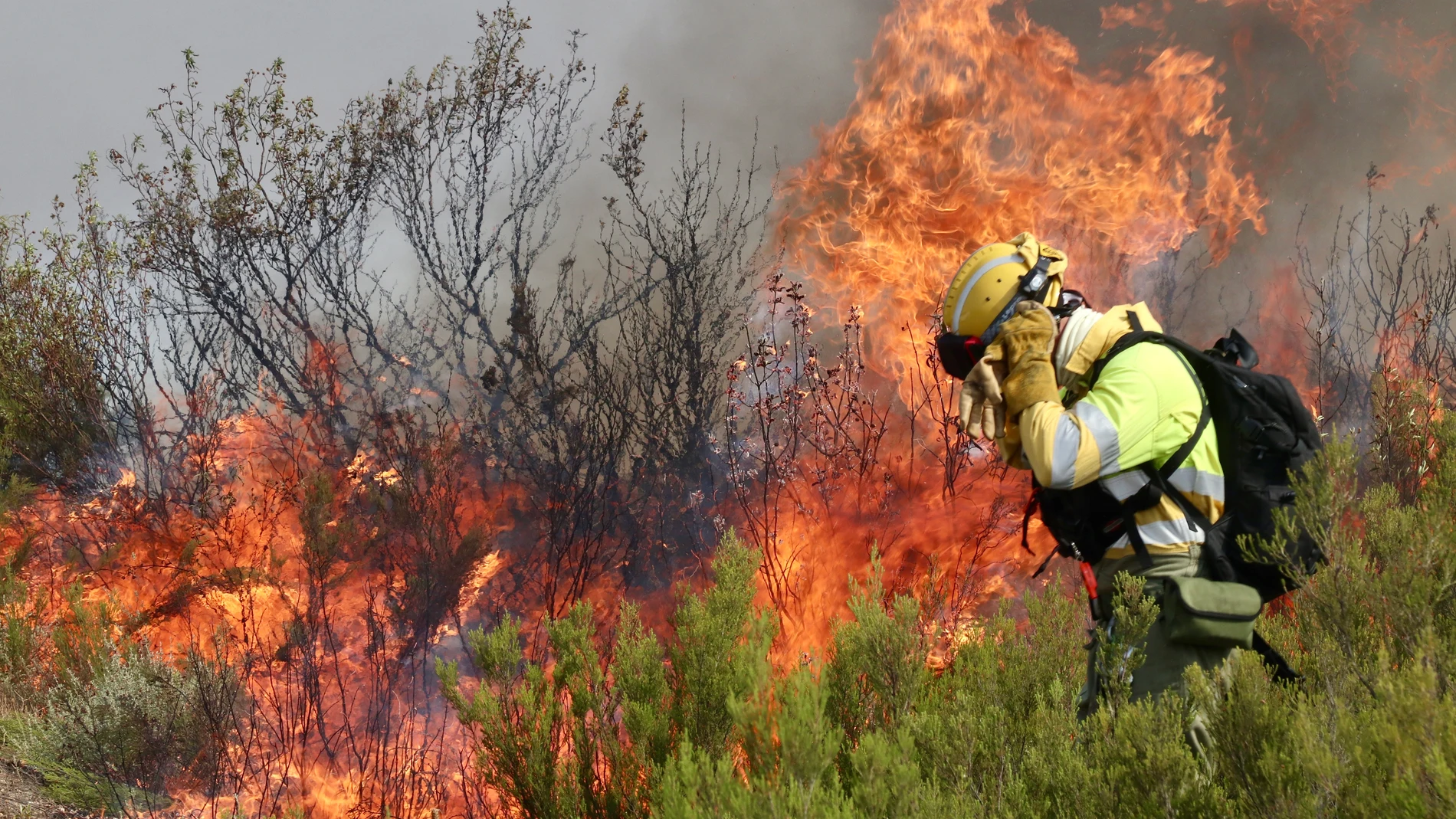 FOTODELDIA PUERCAS (ZAMORA), 12/08/2025.- Un brigadista ante una lengua de fuego procedente del Incendio forestal que afecta a Puercas (Zamora), en la Sierra de la Culebra, este martes. EFE/Mariam A. Montesinos