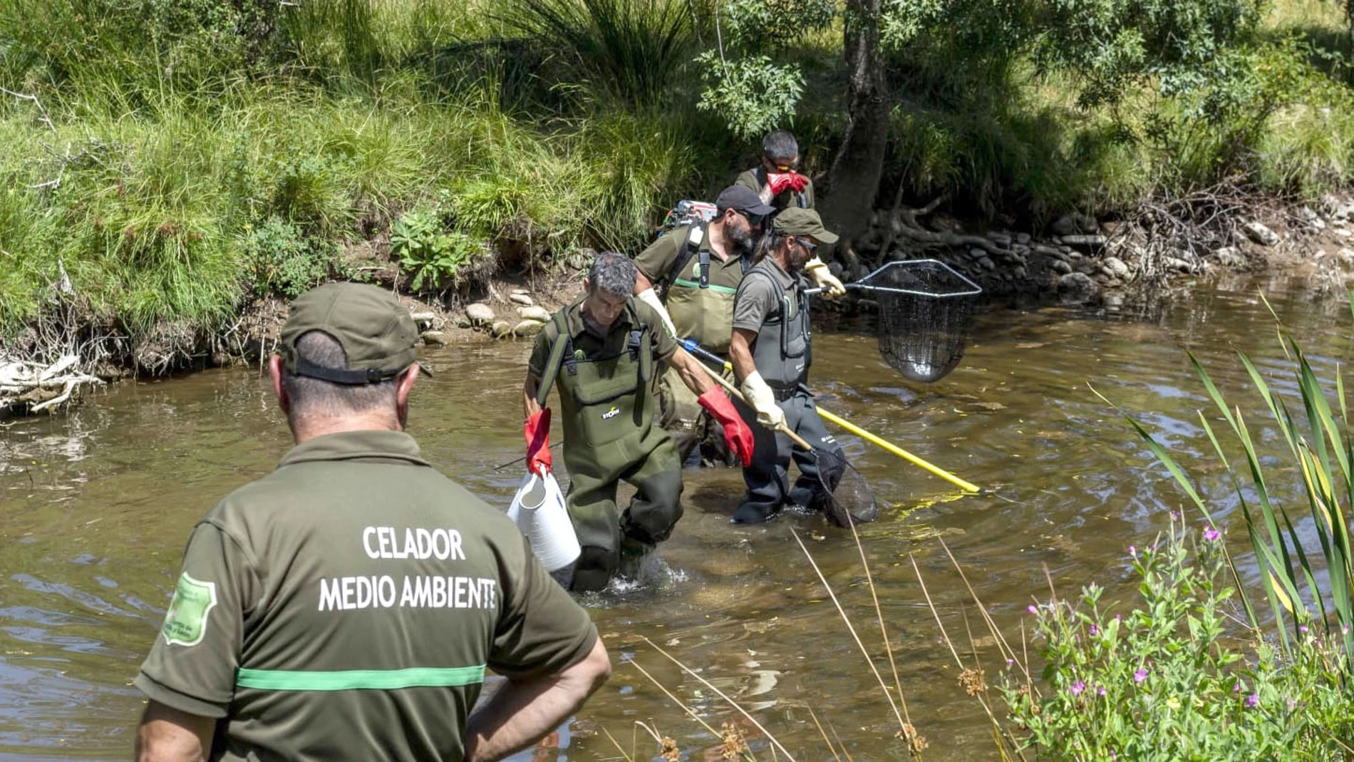 Rescate en el Tera de numerosos peces atrapados por la falta de agua en los cauces