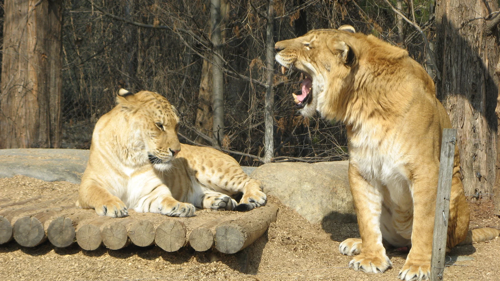¿Cómo se llama la mezcla entre el león y el tigre? Pocos lo conocen, pero hay animales así y son imponentes
